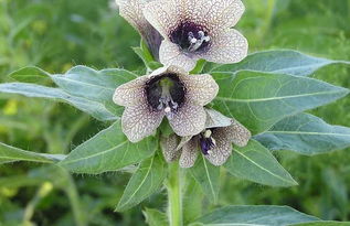 我國名貴中藥材概覽及中草藥科技領域技術咨詢分析