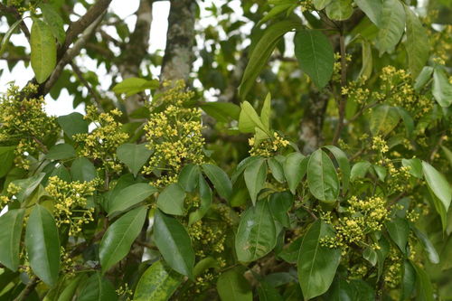 我國研究人員發現6種植物新物種，推動中草藥科技領域發展