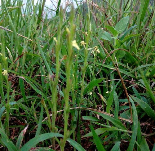 疳積草 被忽視的鄉野寶藏，中草藥科技領域的價值重塑