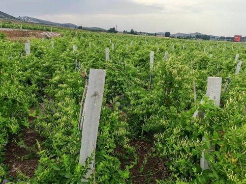 新年豪言振遠(yuǎn)安 金銀花開(kāi)富萬(wàn)家，中草藥科技引領(lǐng)新征途