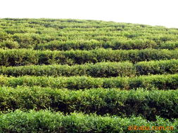 湖南省吉祥天生物科技 綠茶產(chǎn)品矩陣與中草藥科技領(lǐng)域的專(zhuān)業(yè)咨詢服務(wù)